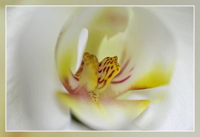 orchidee macro