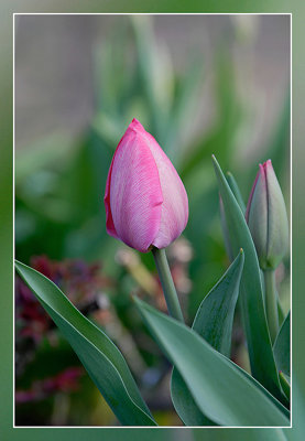 tulp - tulipe