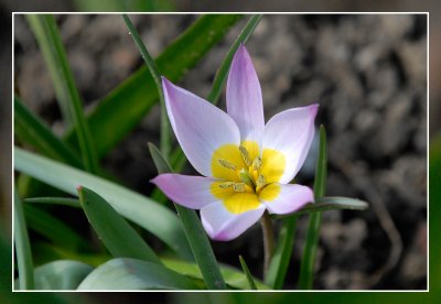 tulp - tulipe 