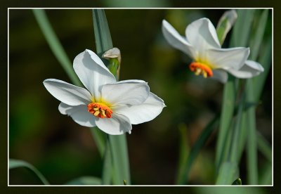 narcis - narcissus