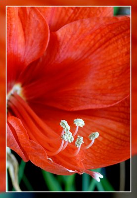 amaryllis