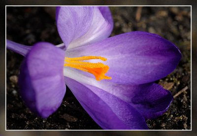 krokus close-up