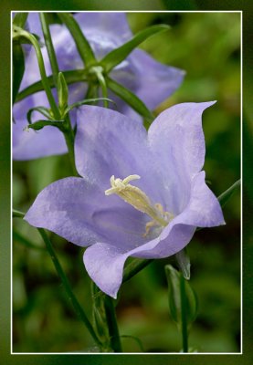 campanula telham beauty