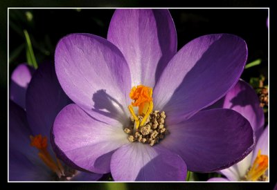 the first crocus in our garden this year