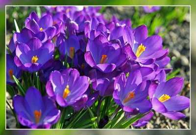 crocus