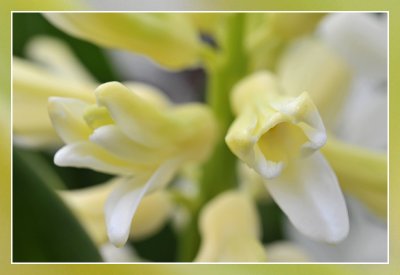 hyacint macro