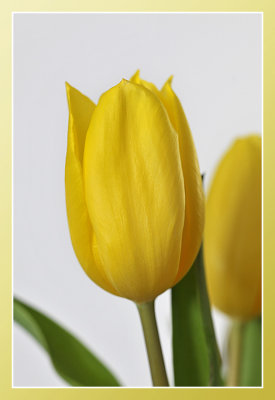 tulp close-up