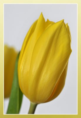 tulp