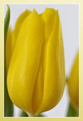 tulp - tulip - tulipe