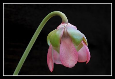 Sarracenia rosea