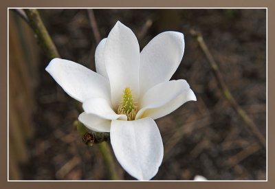 Magnolia