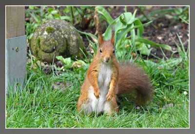 eekhoorn - Sciurus vulgaris