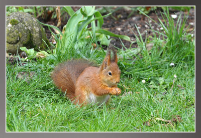 rode eekhoorn - Sciurus vulgaris