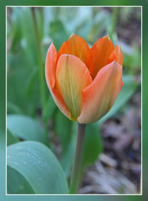 tulp