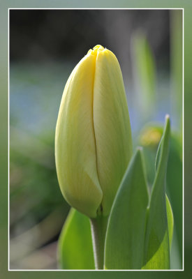 yellow tulip in the morning sun