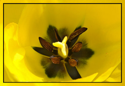 macro gele tulp