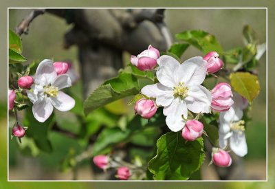 Borgloon bloesems