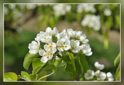 bloesems Borgloon