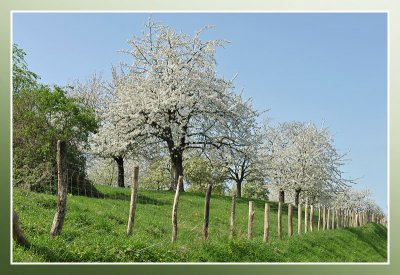 Borgloon bloesemwandeling