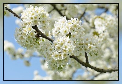 Borgloon bloesemwandeling