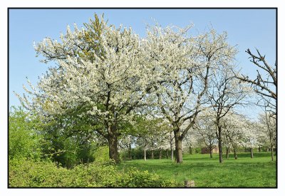 Borgloon bloesemwandeling