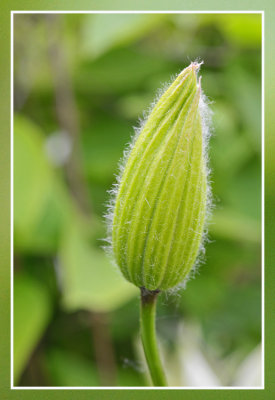 clematis flower bud