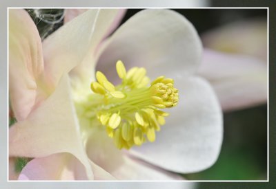 close-up akelei white rose