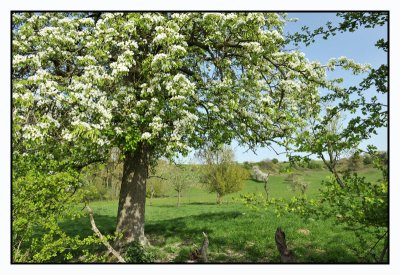 bloesemwandeling Borgloon