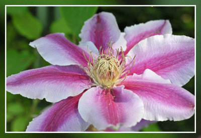 clematis in the morning sun