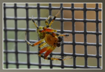 spinnen / spiders