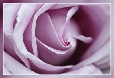 purple rose  roos