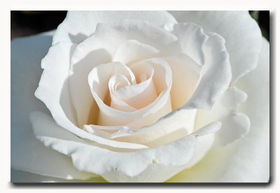 white rose: Margaret Merril Floribundaroos Harkness 1978
