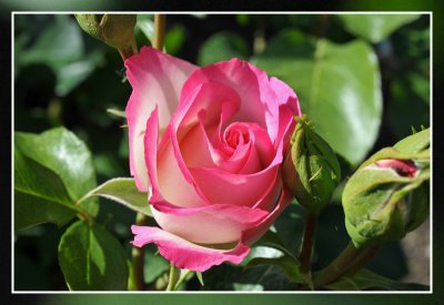 rozen roos rose: Strawberry Ice Floribundaroos Delbard 1986