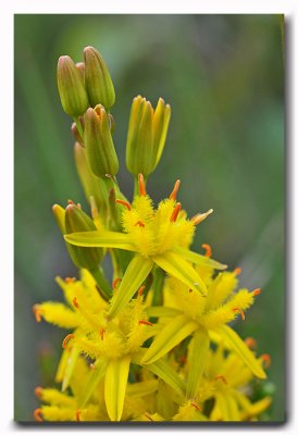 Beenbreek - Bog Asphodel - Ossifrage (Narthcie des marais)