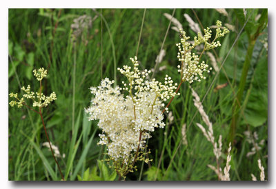 Moeraspirea (Filipendula ulmaria)