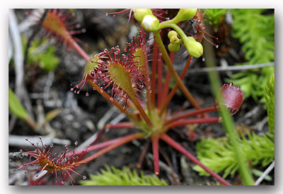 zonnedauw (drosera intermedia)