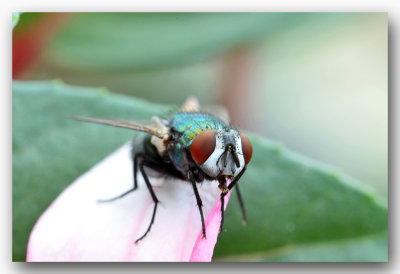 fly macro groene vlesvlieg