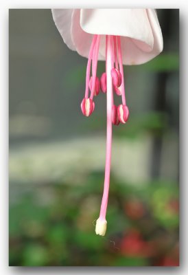 the softness of a fuchsia