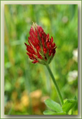 Trifolium incarnatum Laekdal 