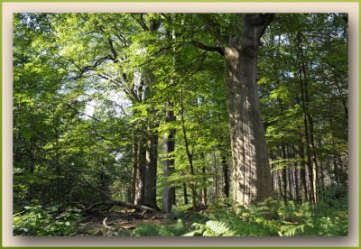 bossen van De Merode Blauberg