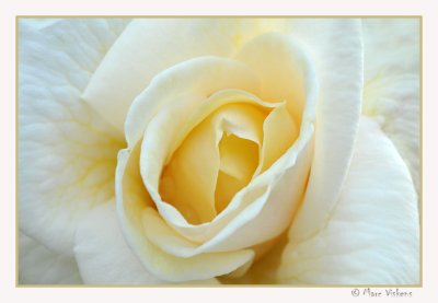 close-up rose
