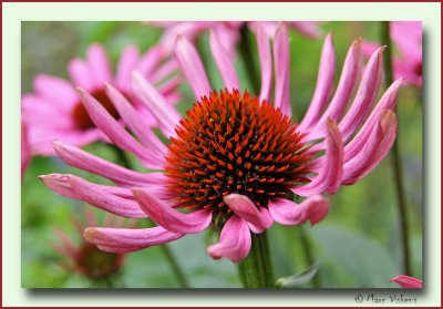 Echinacea Little Magnus