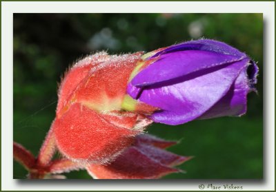 Tibouchina urvilleana - Tibouchina / Spinnenbloem