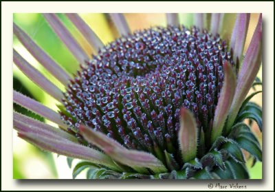 zonnehoed echinacea 