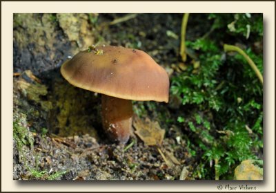 paddestoel - mushroom - champignon