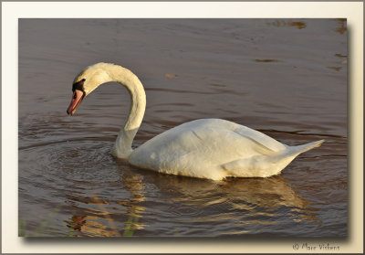 knobbelzwaan (Cygnus olor) 