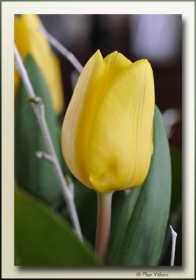 tulp tulipe