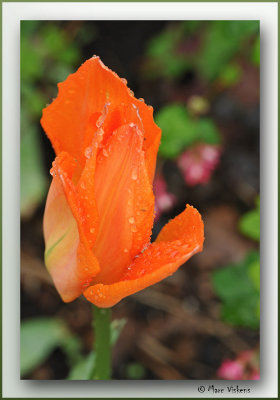 tulip with waterdrops