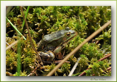 frog (St Hubert)