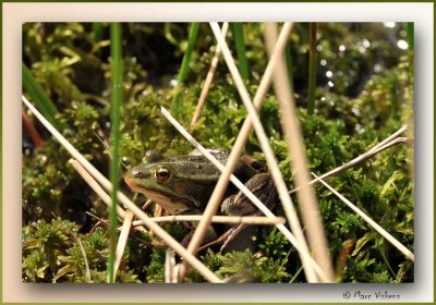 frog 